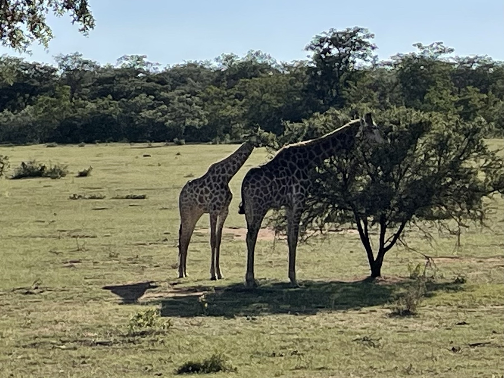 Giraffe's grazing in the wild